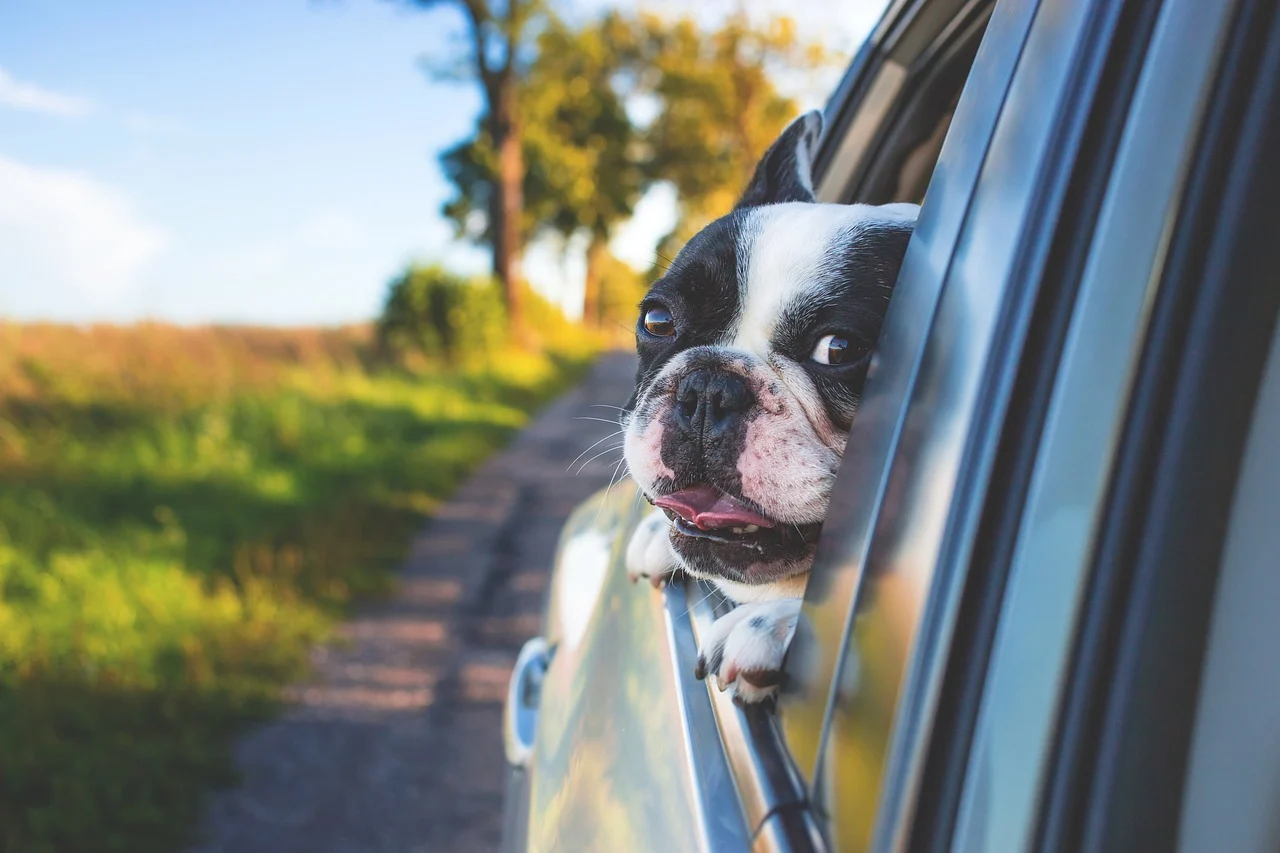 Photo of dog in car