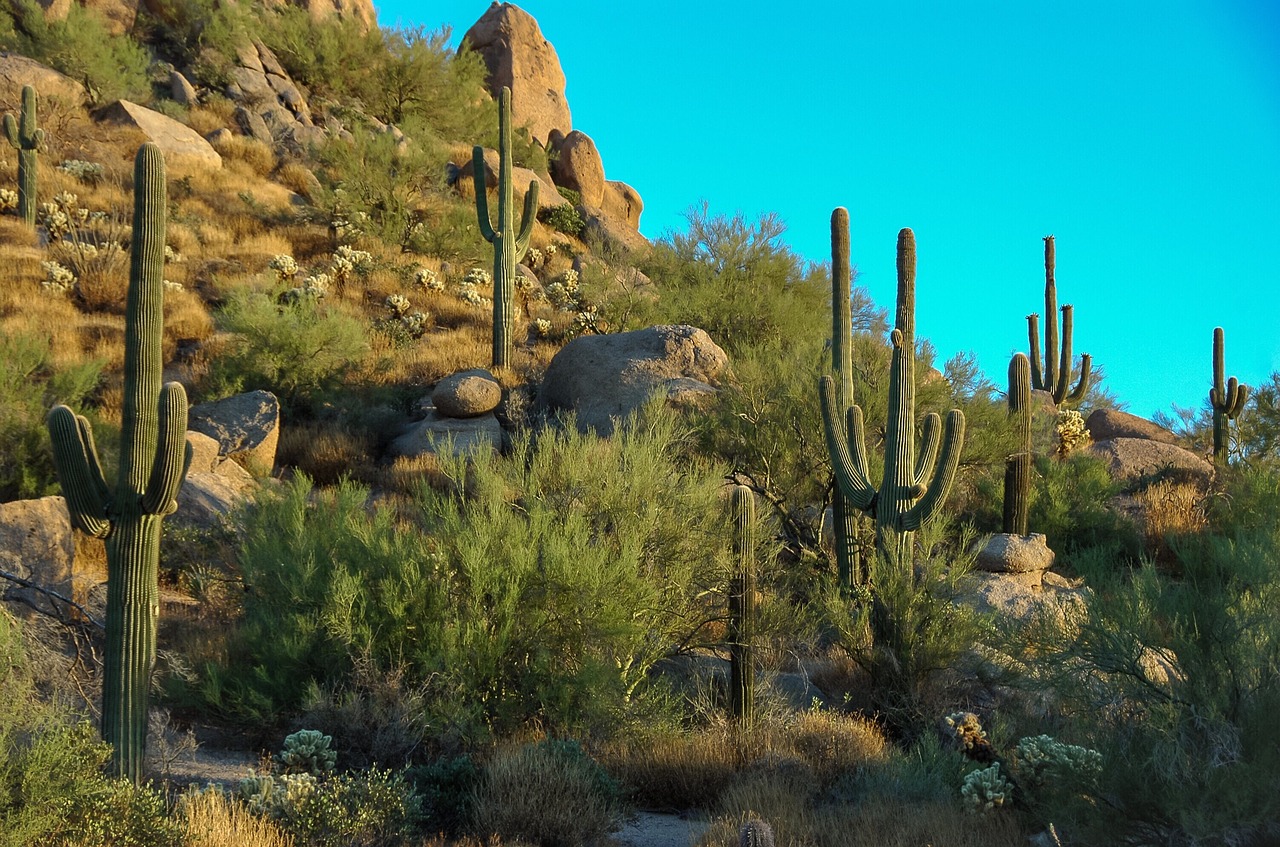 cacti in phoenix arizona